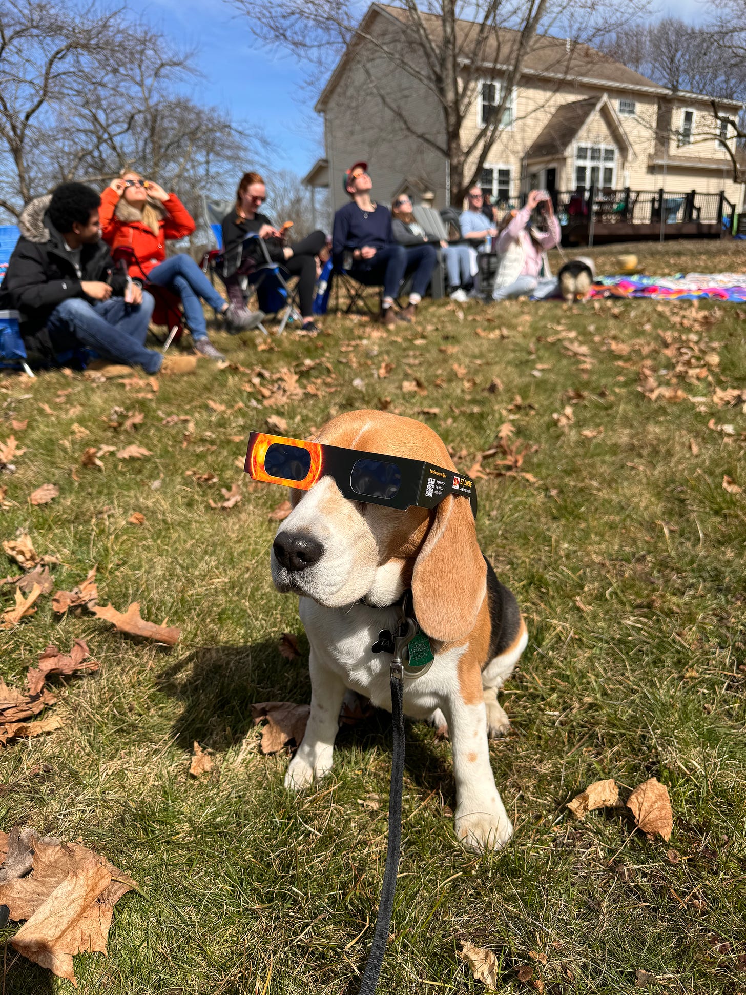 A beagle sits in the middle of a grassy lawn, a pair of giant eclipse glasses on her face. Assorted people sit behind her on the grass, some of them chatting, others looking up at the sky with their own eclipse glasses.
