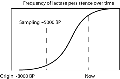 Lactase allele over time