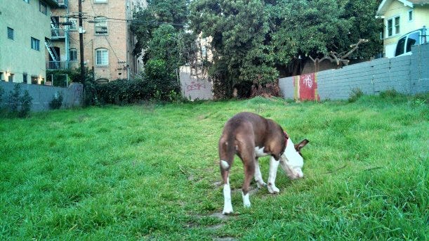 Ruby in field2