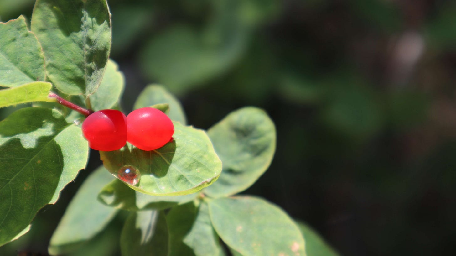 two red berries amongst green leaves.  A water droplet below reflects the red of the berry in the sun.  