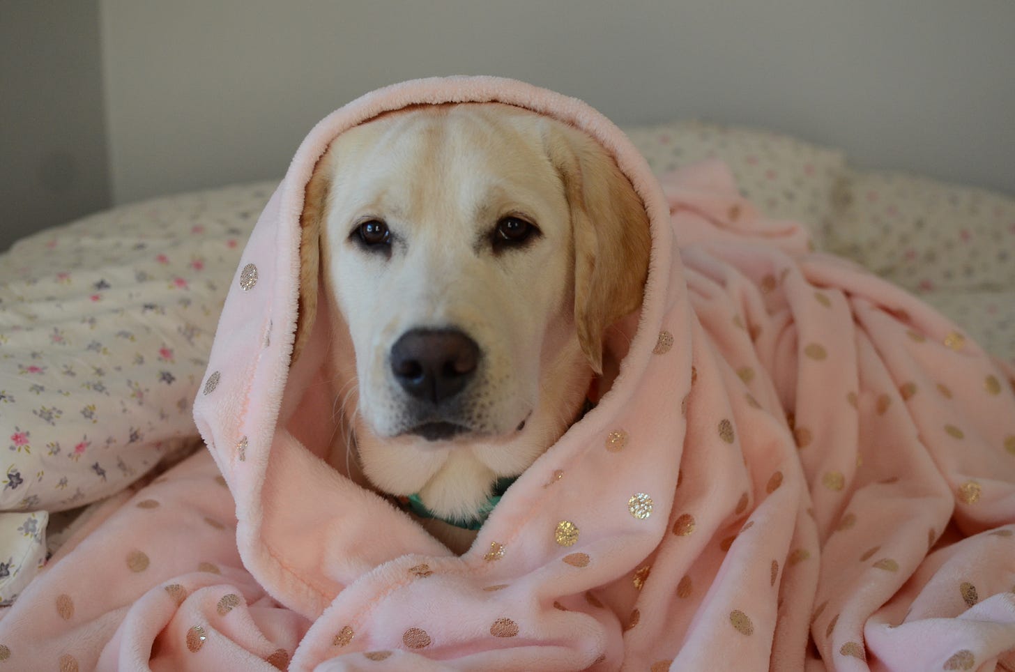 A yellow Labrador retriever is wrapped up in a pink blanket with yellow polka dots. 