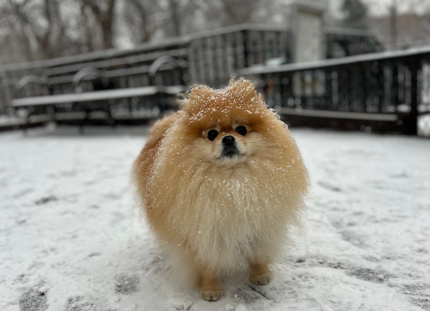 Pomeranian in the snow - it's been a rough couple weeks, time for pet photos
