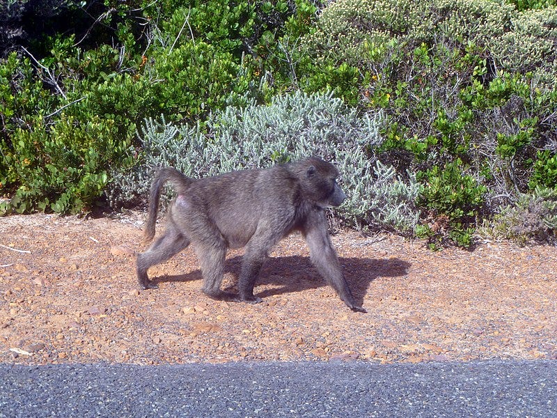 File:Baboon - Cape of Good Hope - Cape Town, South Africa (5592574444).jpg