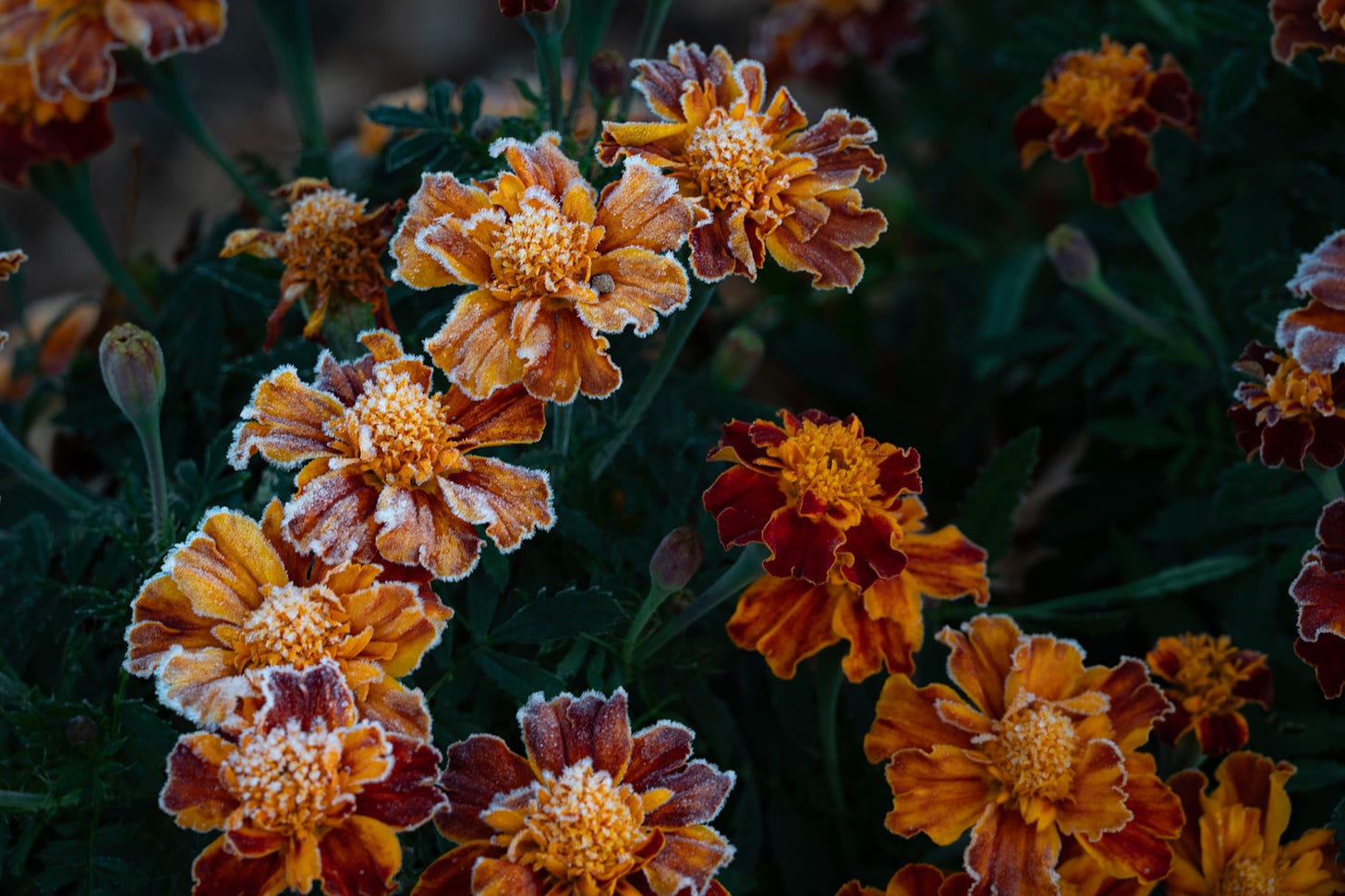 orange and yellow French Marogolds with frost on the petals and leaves and other blooms n the background