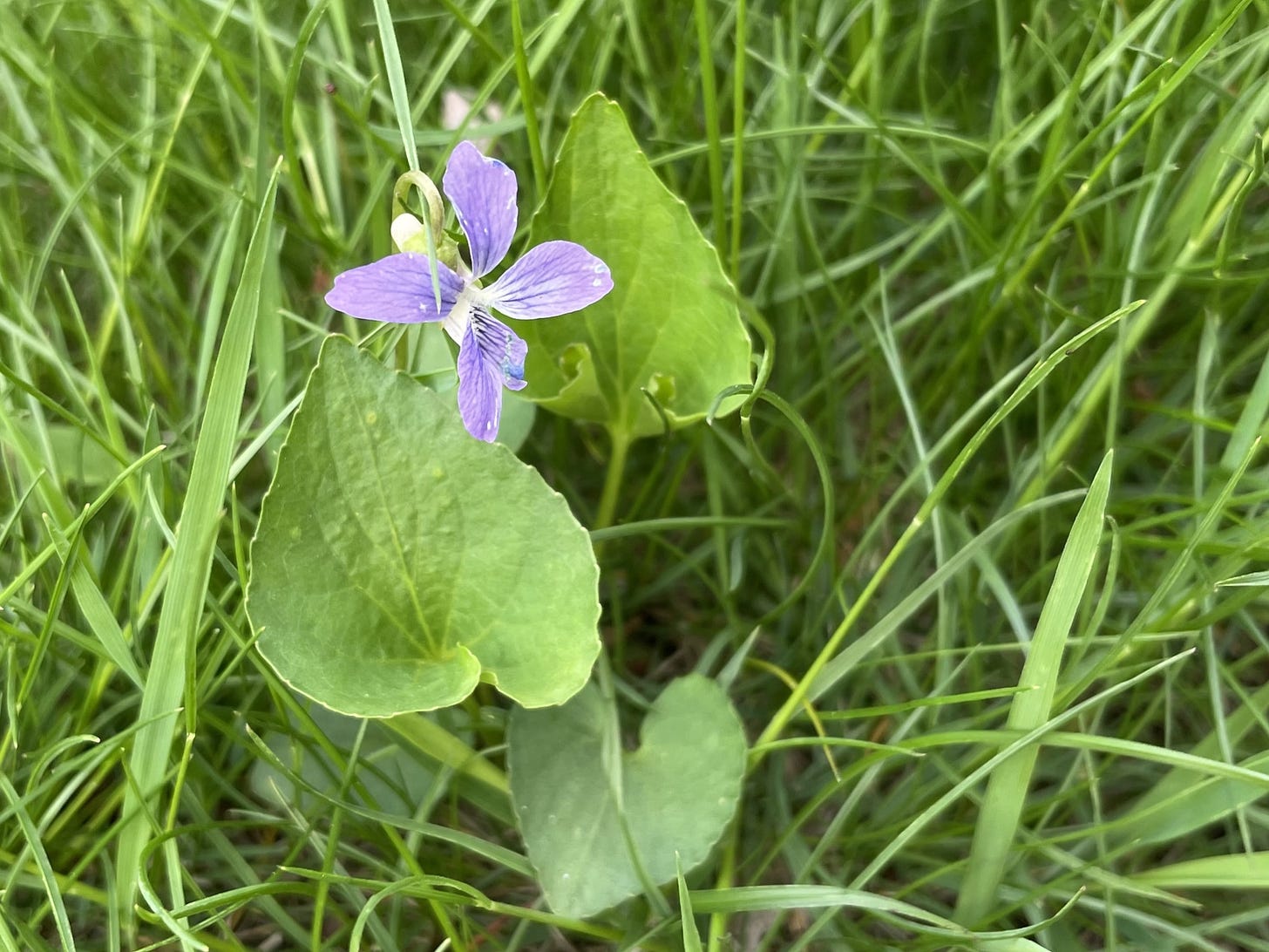 A wild purple violet in a green lawn