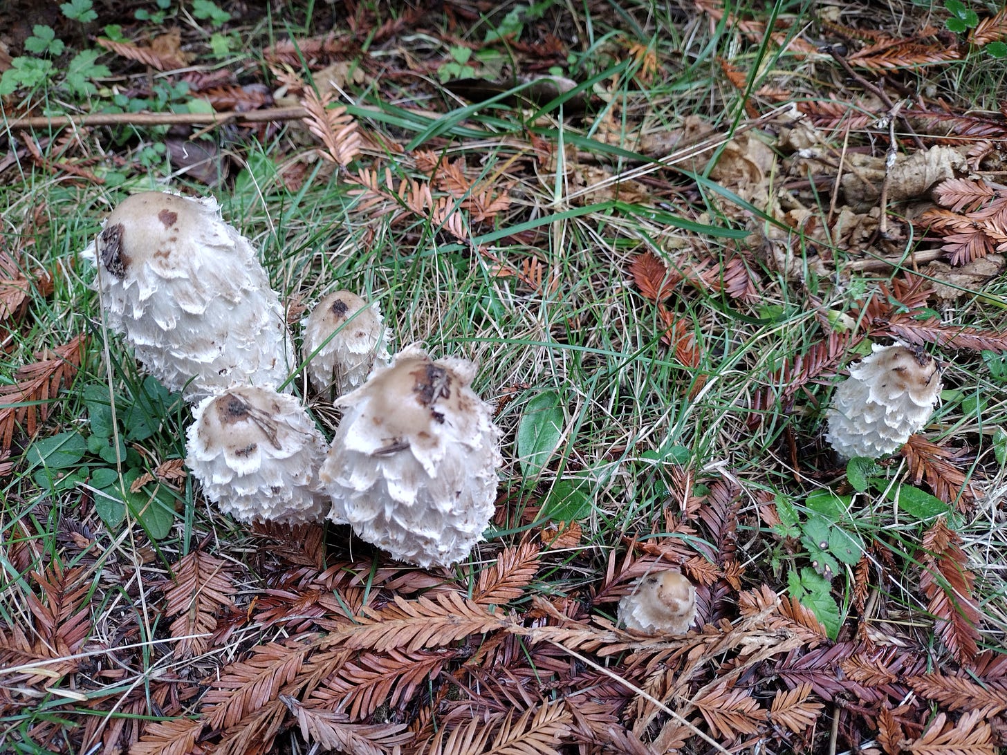 Shaggy inkcap mushrooms