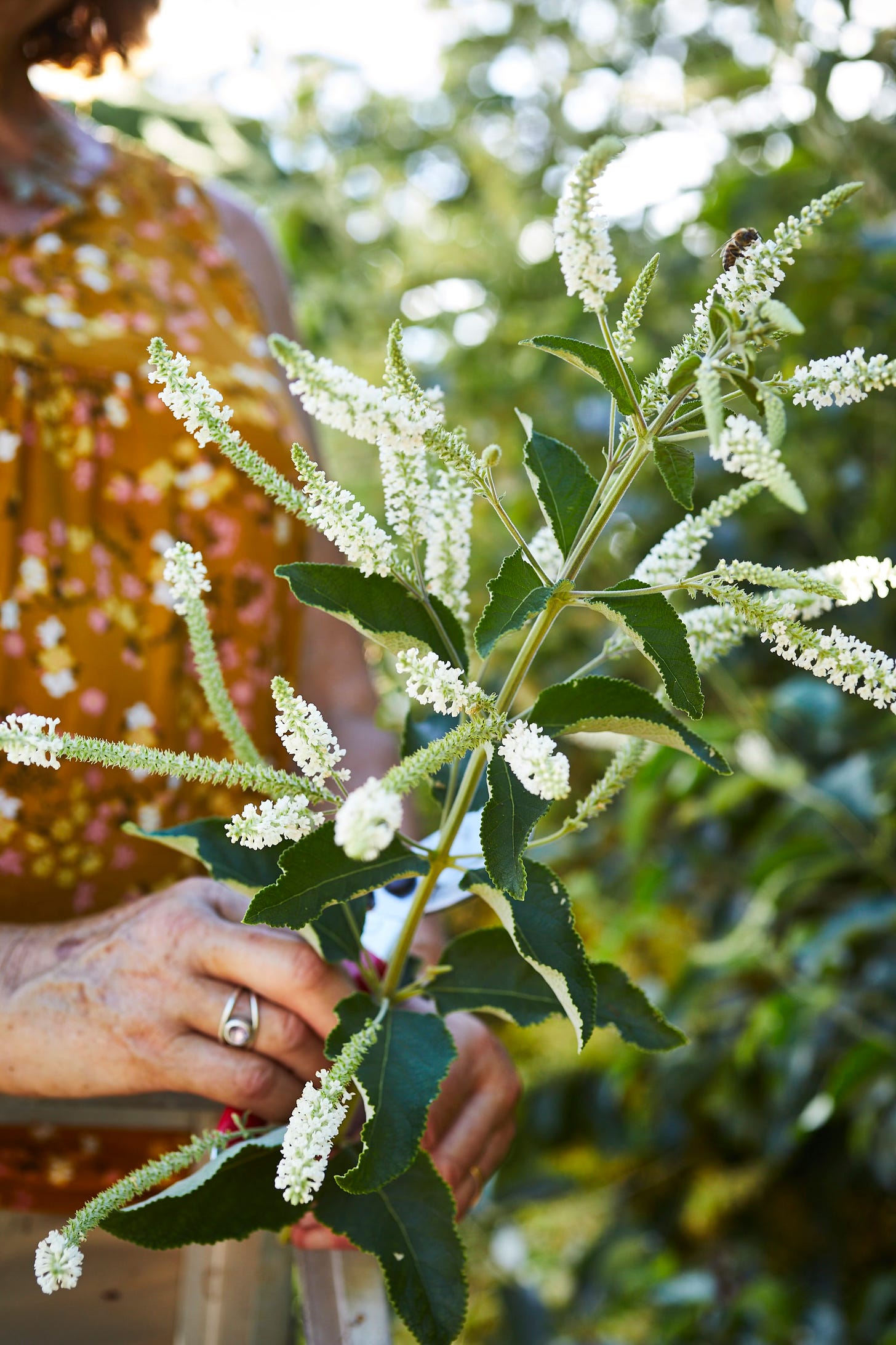 A woman wearing a ring holds a stem of blooming almond verbena. Her face is off-camera and the background is out of focus, leaving conspicuous green shapes behind the plant.
