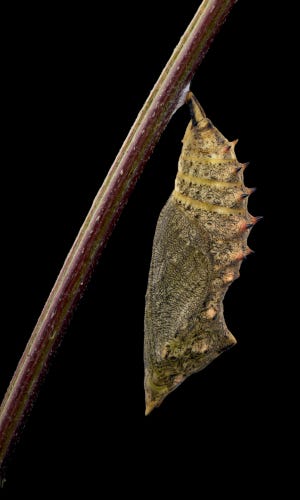 Stick with attached crysalis that looks like a dead leaf.
