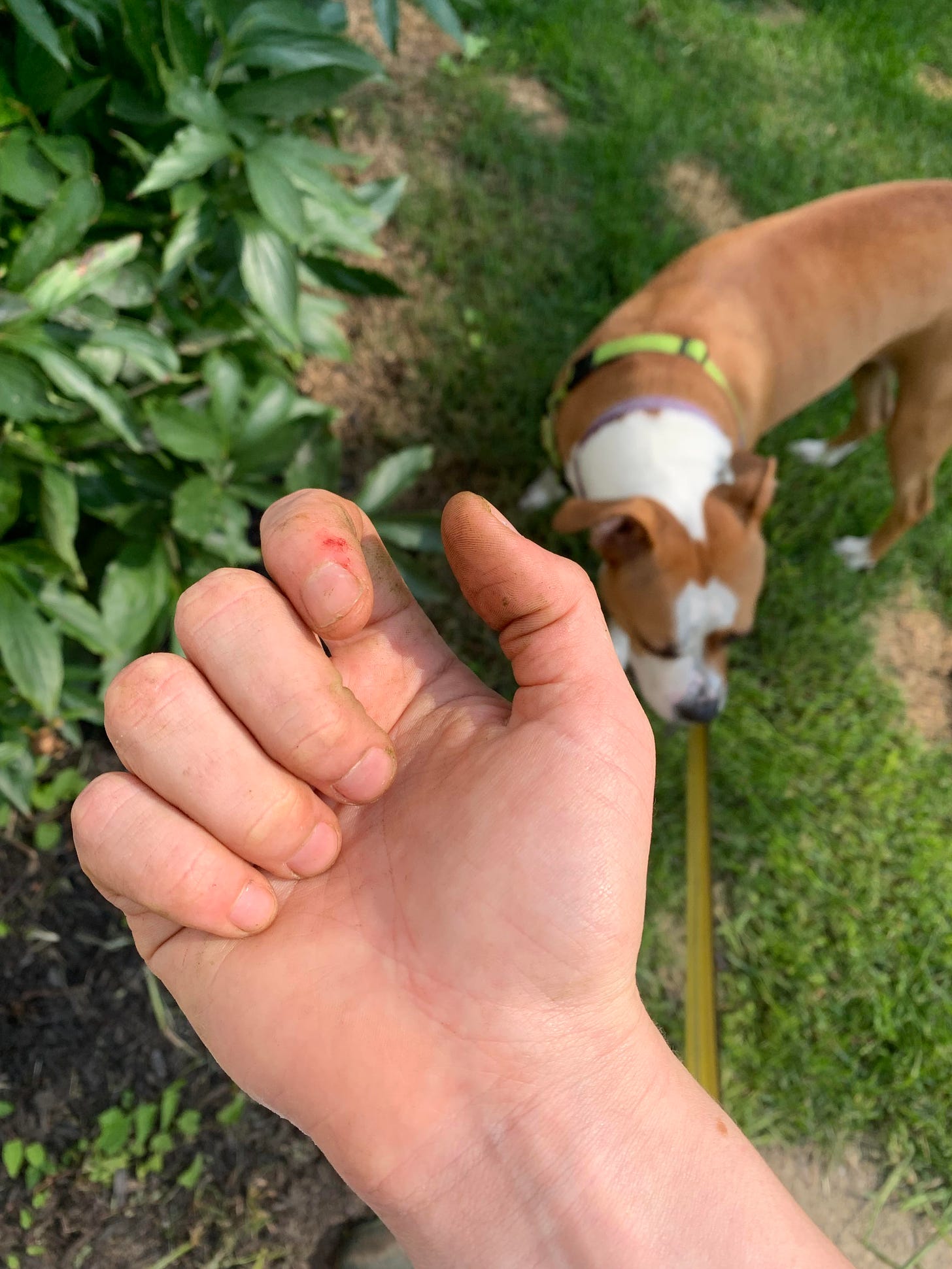Image Description: Zoe’s right hand is in the foreground of the photo. They are dirty and a spot by their pointer finger is red from where a thorn poked them. Marmalade is on her leash next to a shrub with large glossy green leaves in the background.