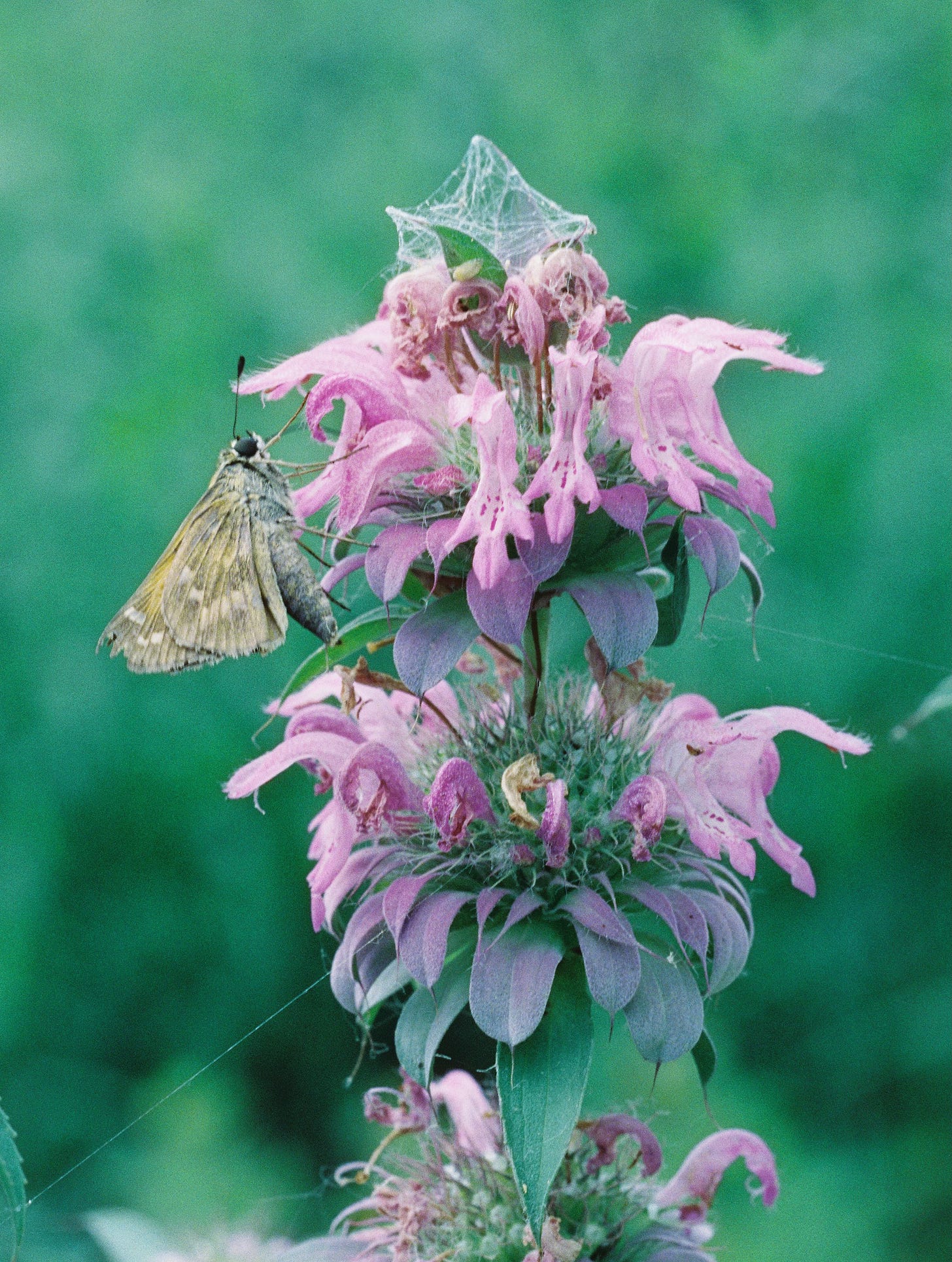 Skipper on horsemint flower