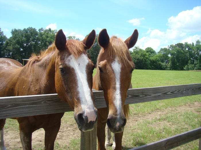 Mill Creek Farm Horses