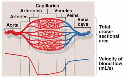 HUMAN BIOLOGY / BLOOD VESSELS - Pathwayz