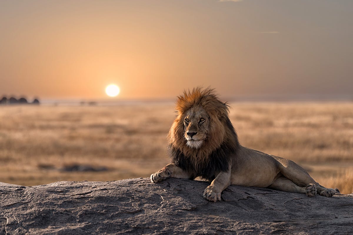 A sated lion on the savannah. 