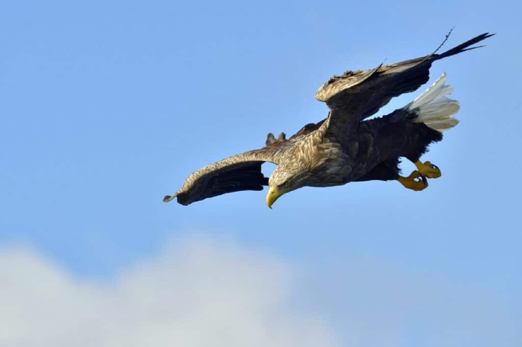 White-tailed eagle in flight, fishing. Adult white-tailed eagle (Haliaeetus albicilla) also known as white-tailed sea-eagle