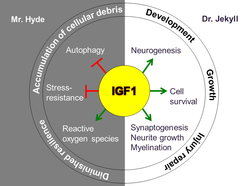 40 YEARS of IGF1: IGF1: the Jekyll and Hyde of the aging ...