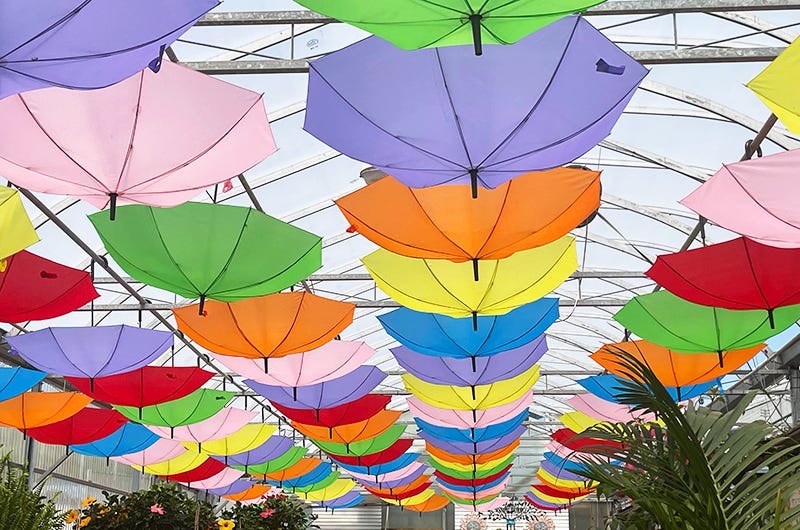 Greenhouse umbrellas, Sixburnersue