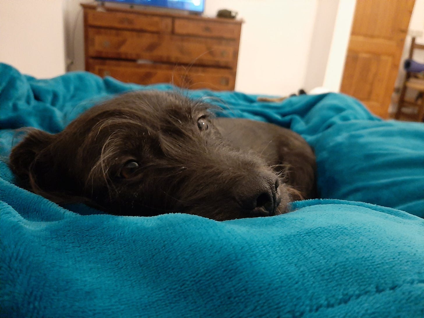 Small, black, mixed-breed dog sleeping over a blue blanket