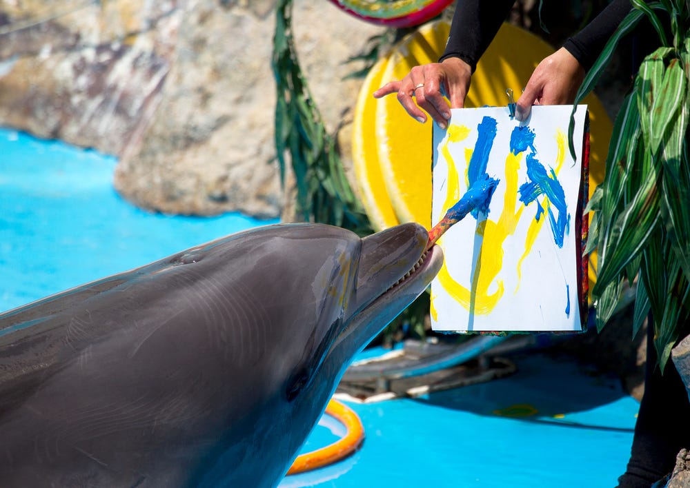 Are Dolphins Not as Smart as We Thought? | Discover Magazine