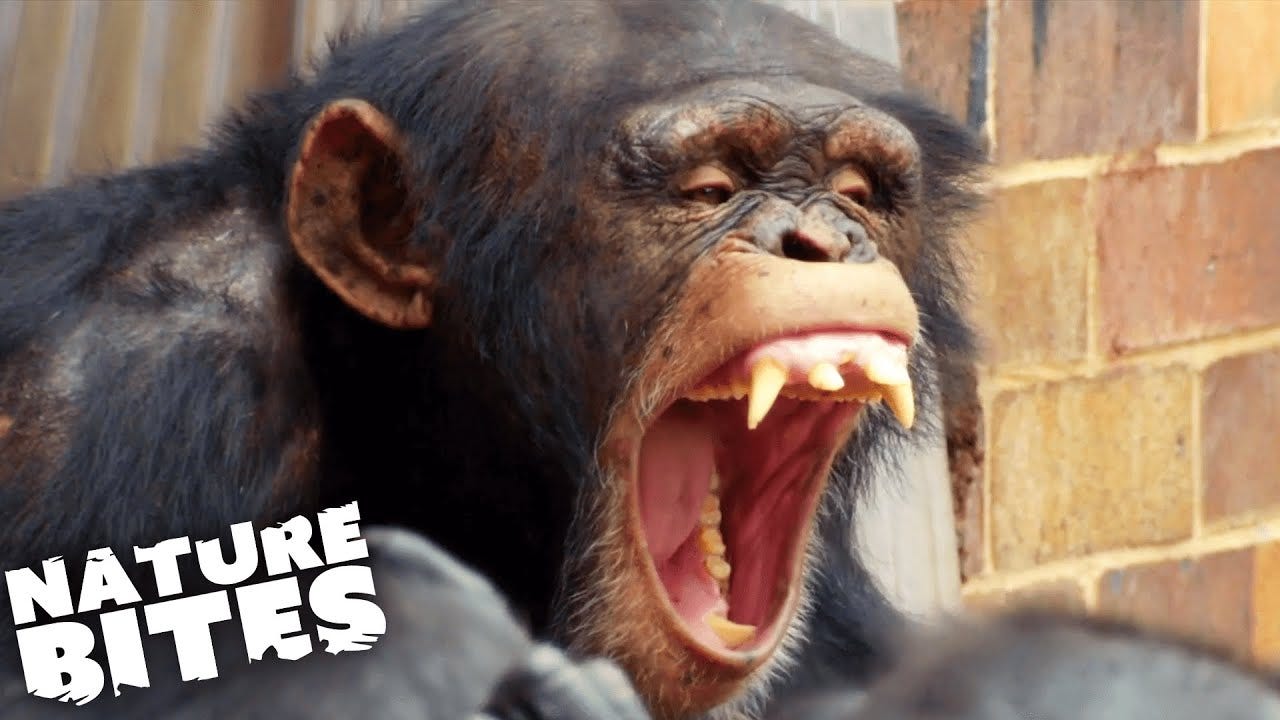 Terrifying Chimp Attack | The Secret Life of the Zoo | Nature Bites - YouTube