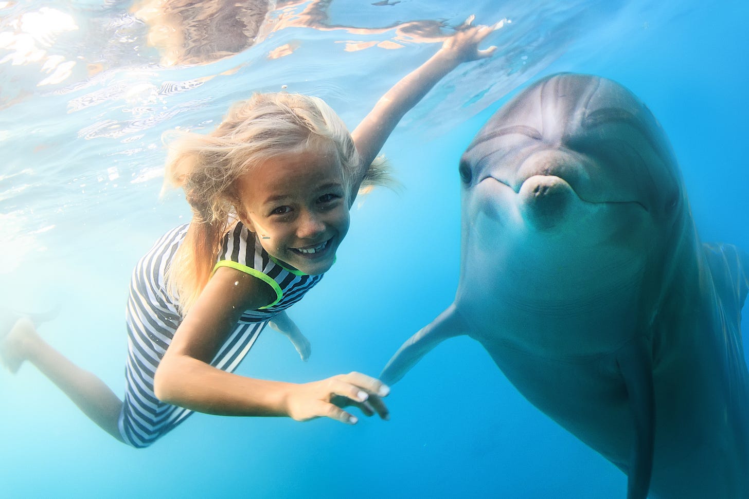 Constant human interaction makes dolphins vulnerable to sharks
