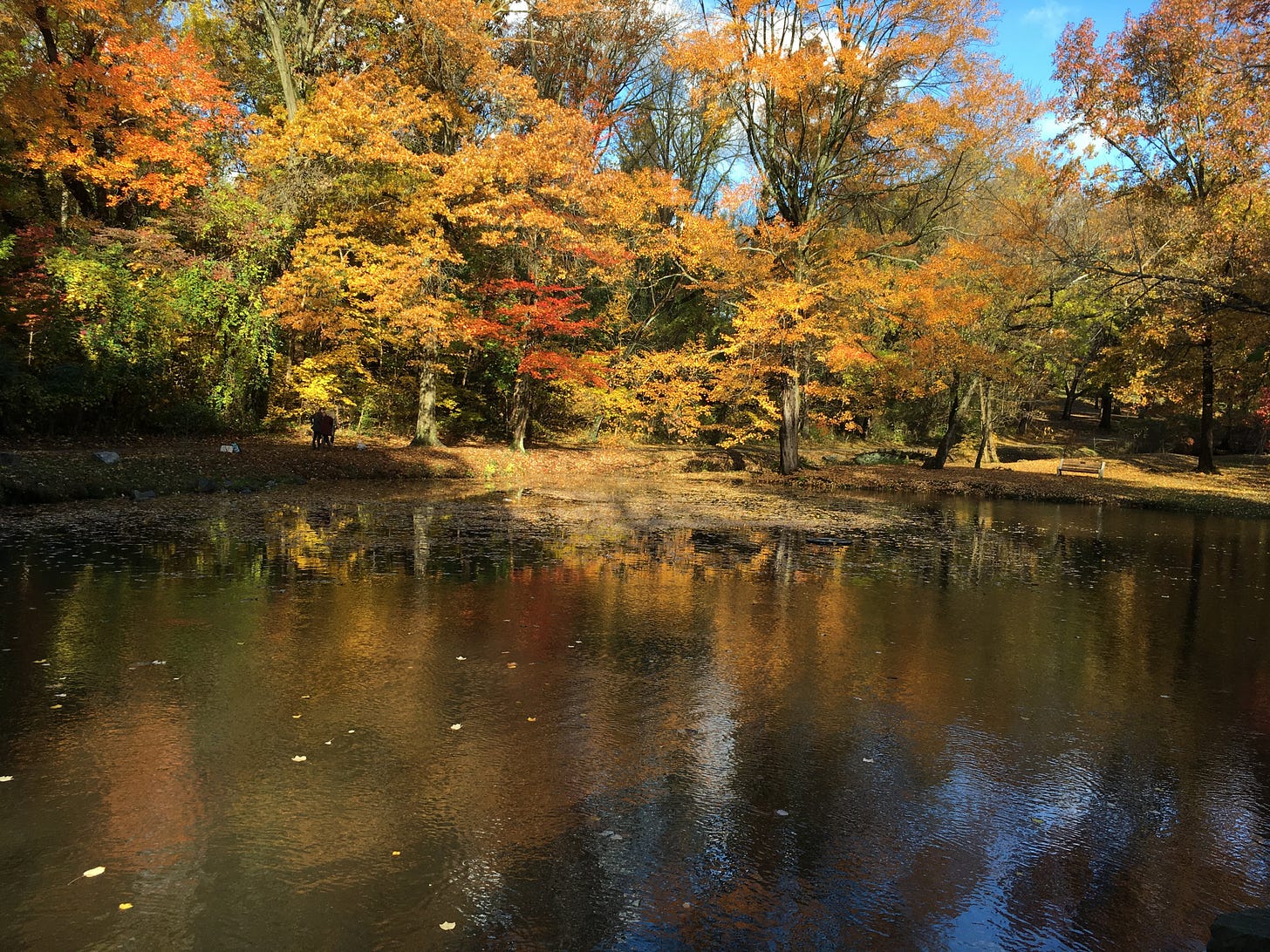 a landscape our trees turning gold and orange. They are also reflected in a pond in front of them