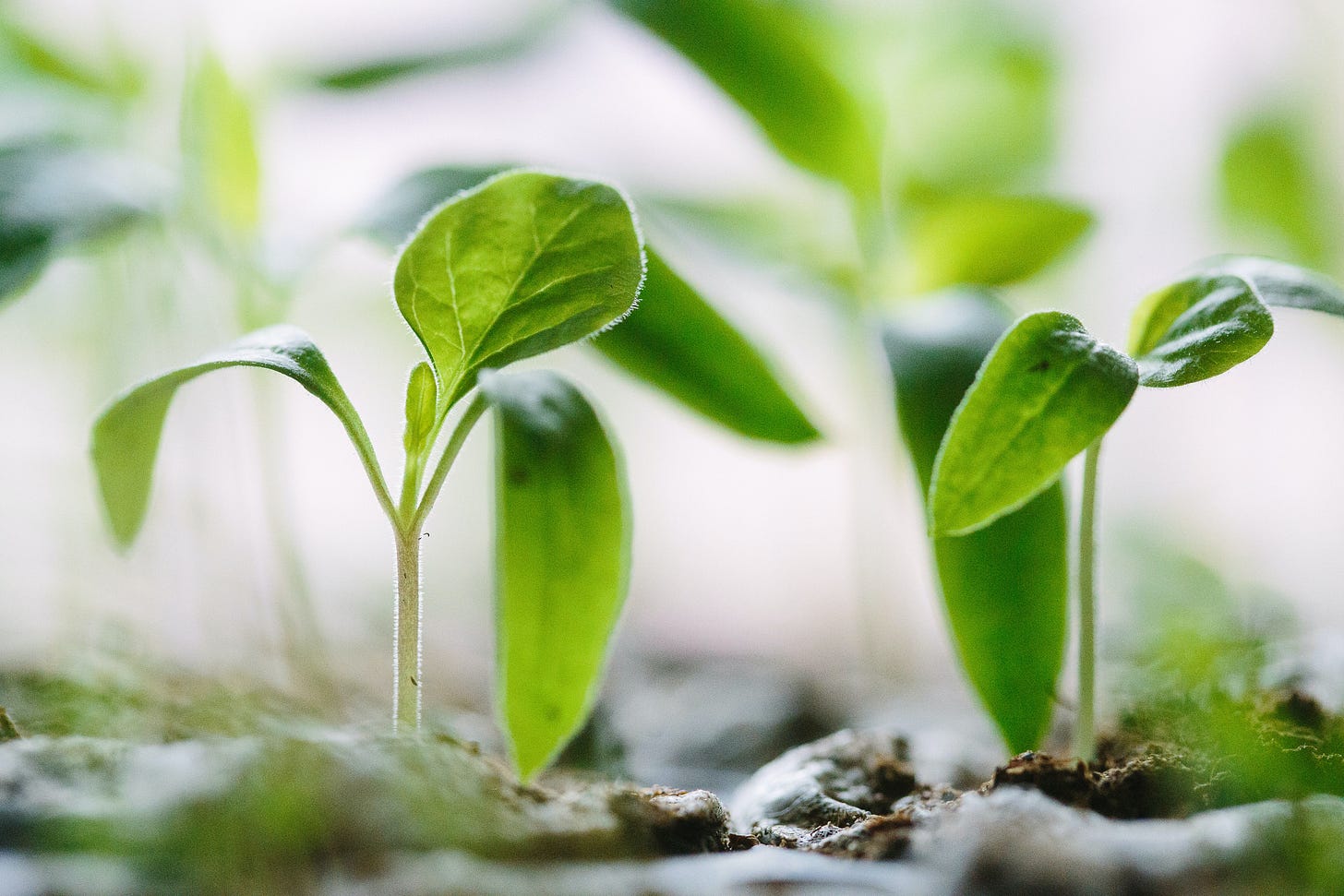 Photo of two sprouts growing out of dirt by Francesco Gallaretti on Unsplash.