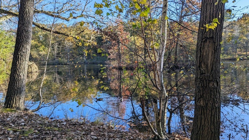 Ducks swim on a pond surrounded by trees with fall color leaves