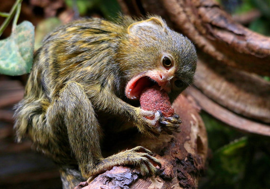 Pygmy Glutton | A minute Pygmy Marmoset (Cebuella pygmaea) e… | Flickr