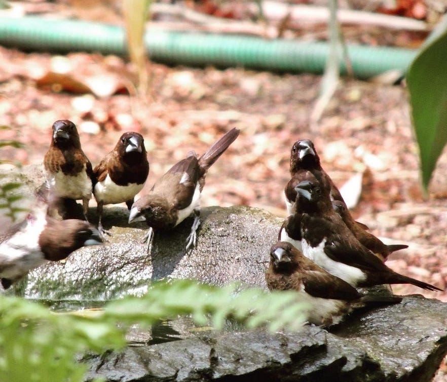 a photo of 8 brown and white small birds on a rock