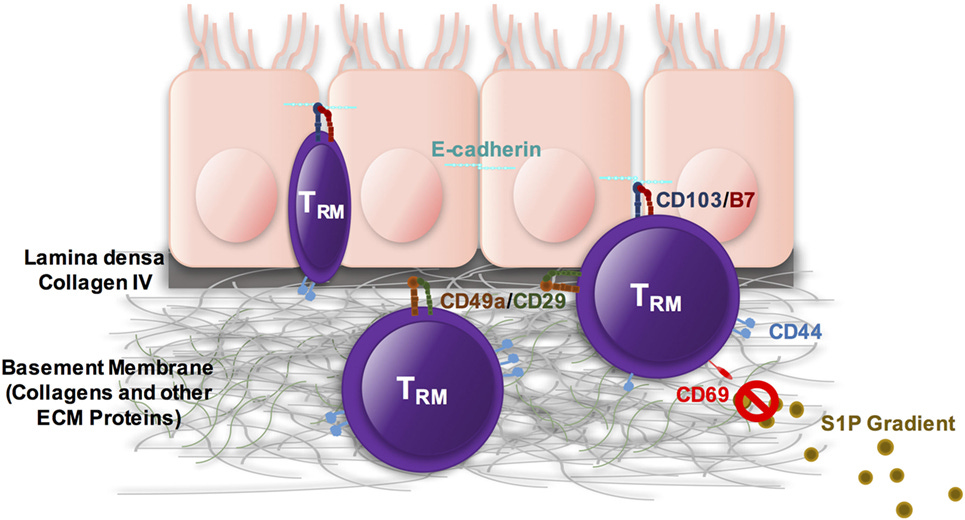 Frontiers | Tissue-Resident Memory CD8+ T Cells: From Phenotype to Function