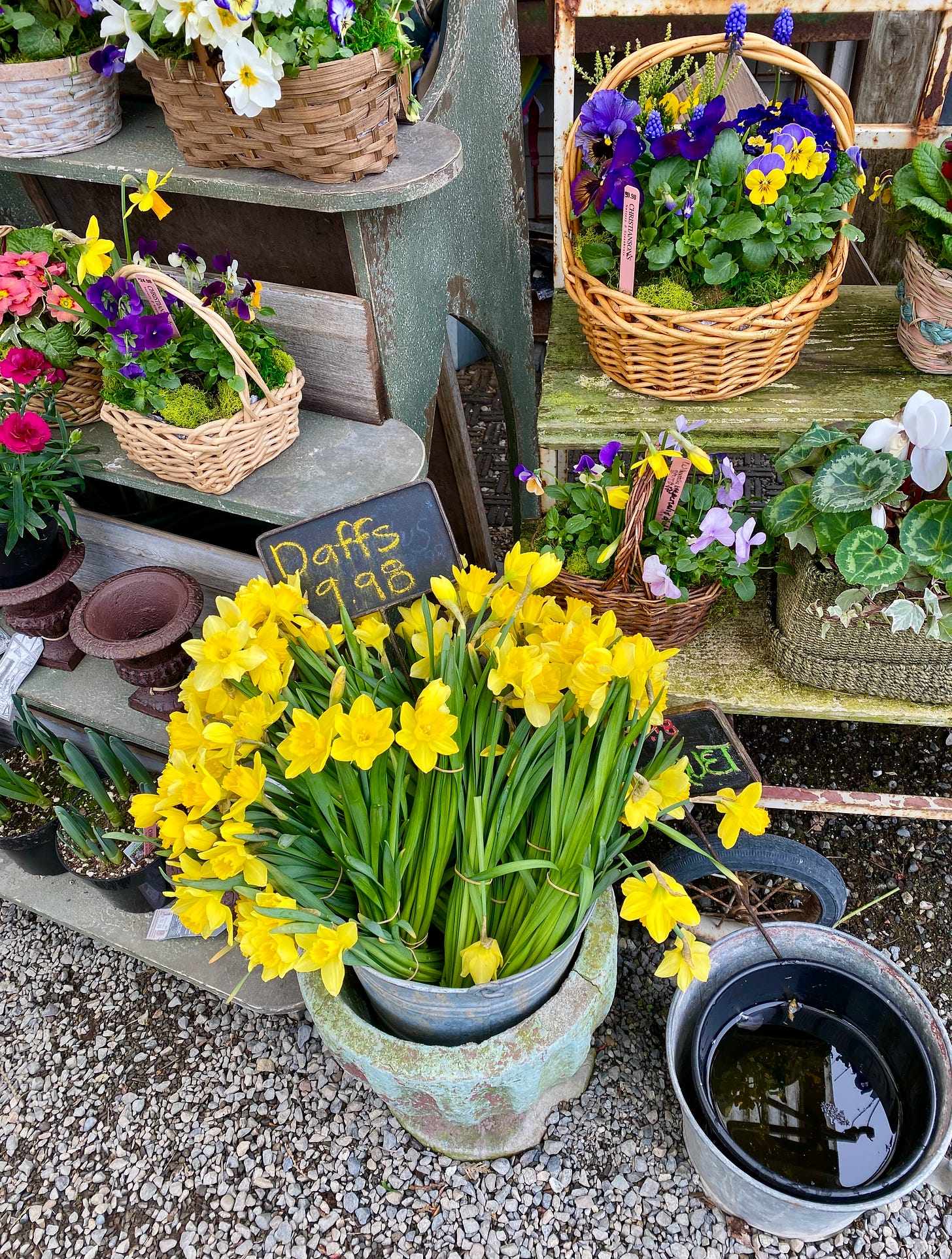 Daffs and spring flowers