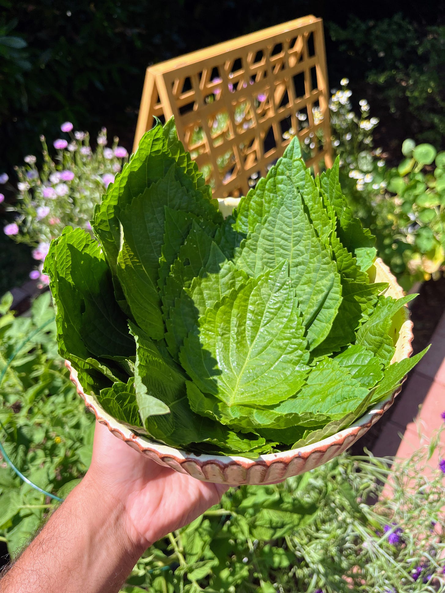 Hand holding bowl of perilla harvest in the garden