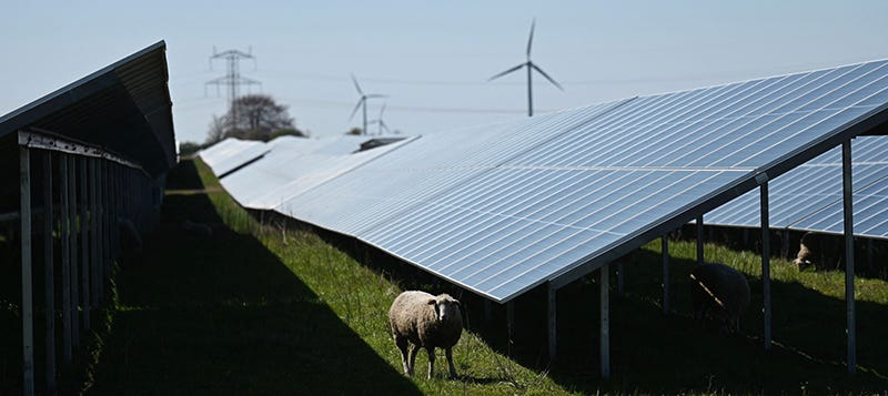 A sheep next to solar panels and wind turbines