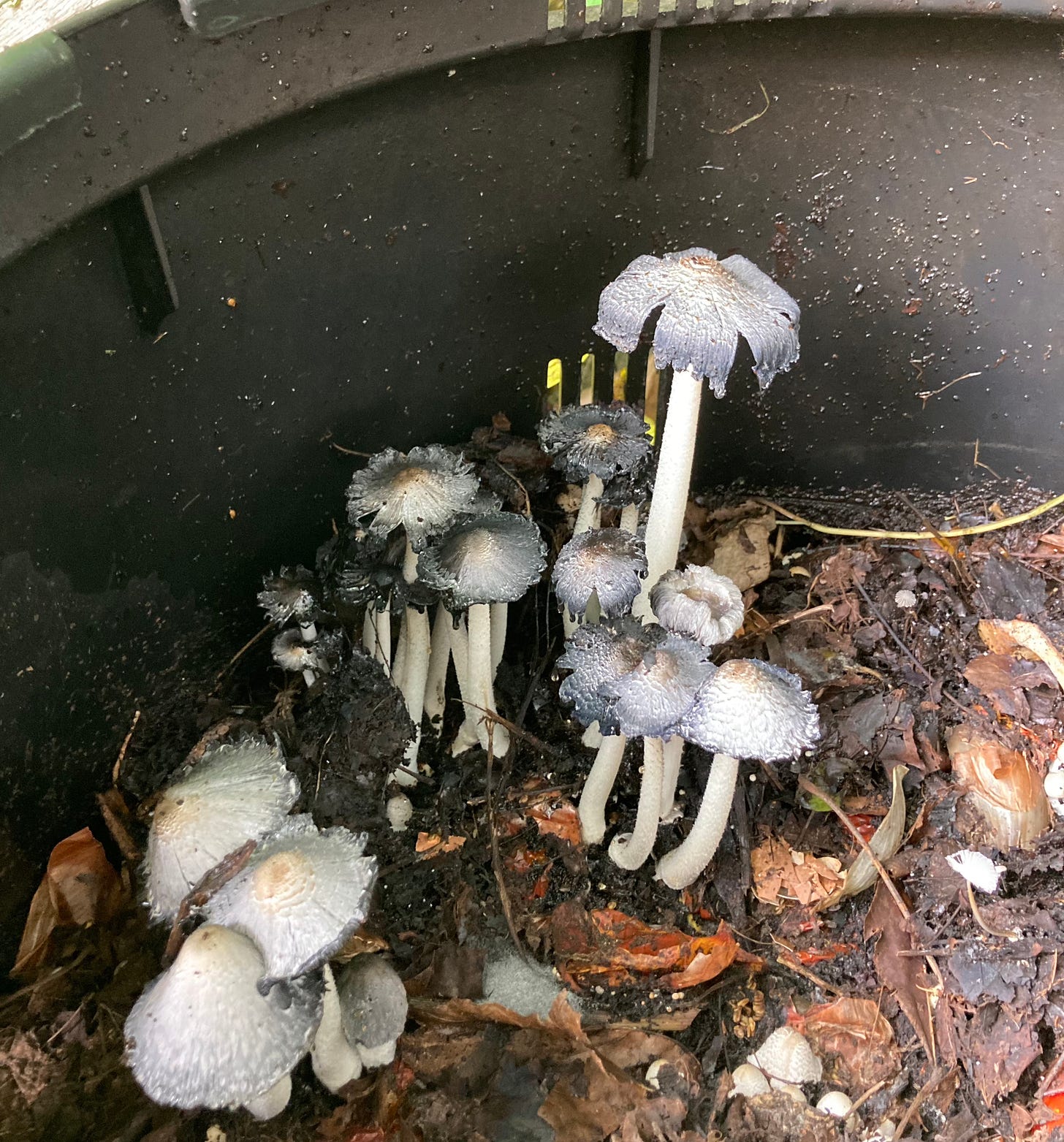 Inside a round black recycling bin, silvery-grey mushrooms have appeared amidst the brown compost pile