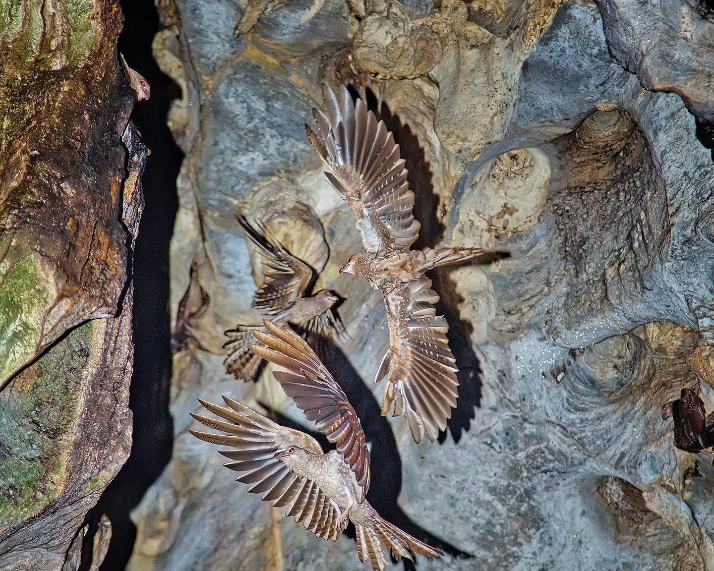 The Oilbird Cave Dwellers