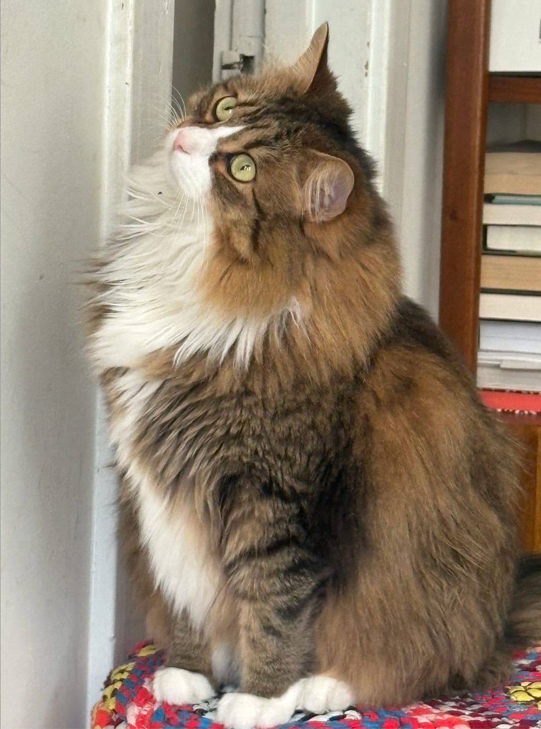 crazy eyed brown and white floof sitting and staring up at the door
