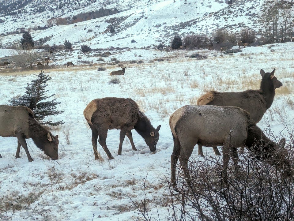Four cow elk eating grass through snow, several more visible in the field behind, and climbing up the mountainside. 
