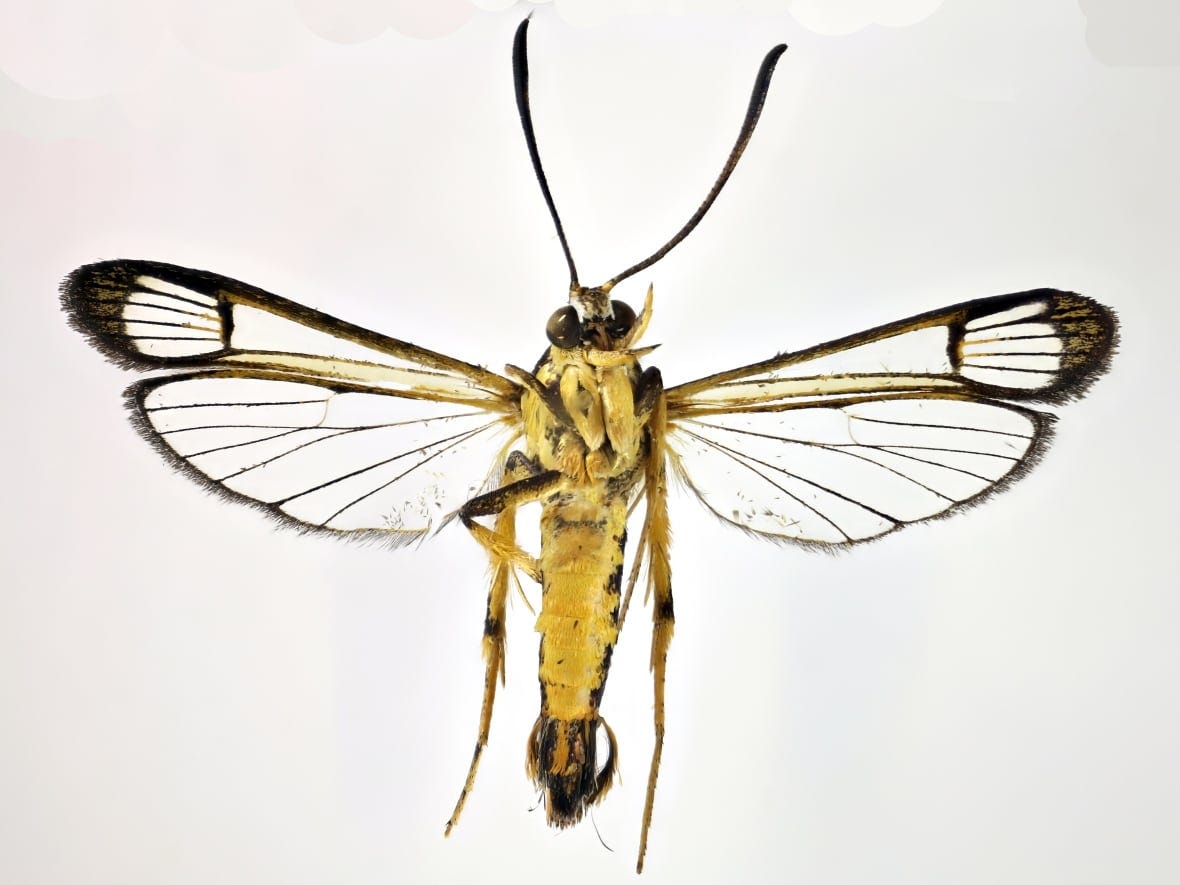 clearwing moth