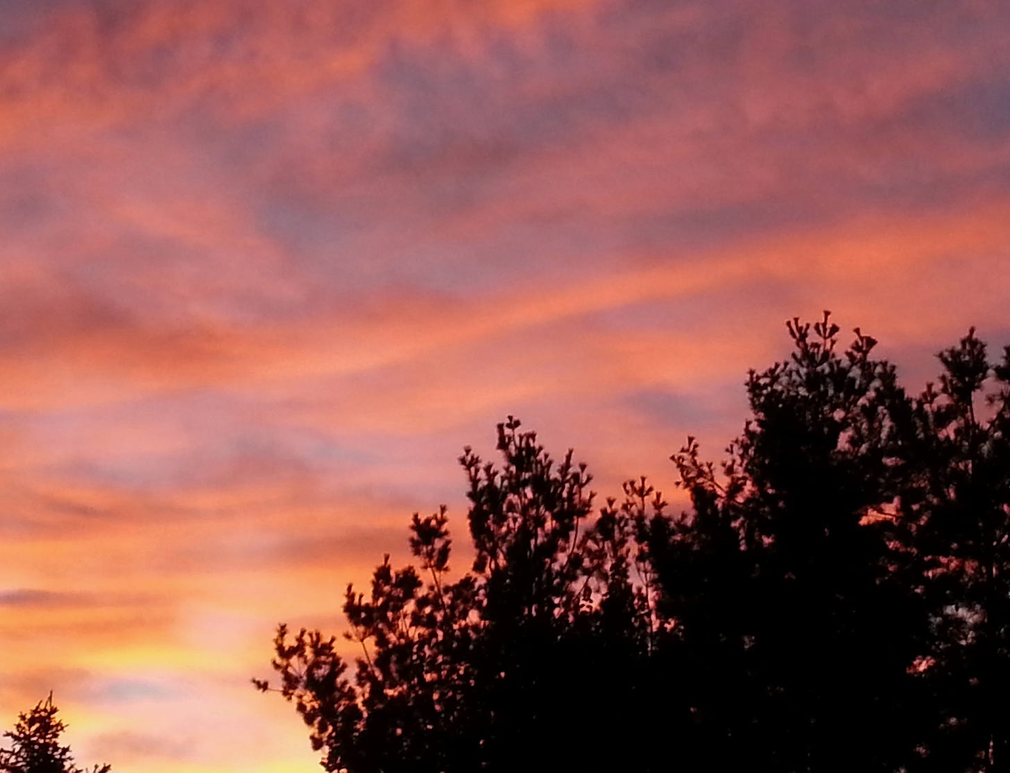 Sunrise in reds, blues and purples over tree top silhouettes