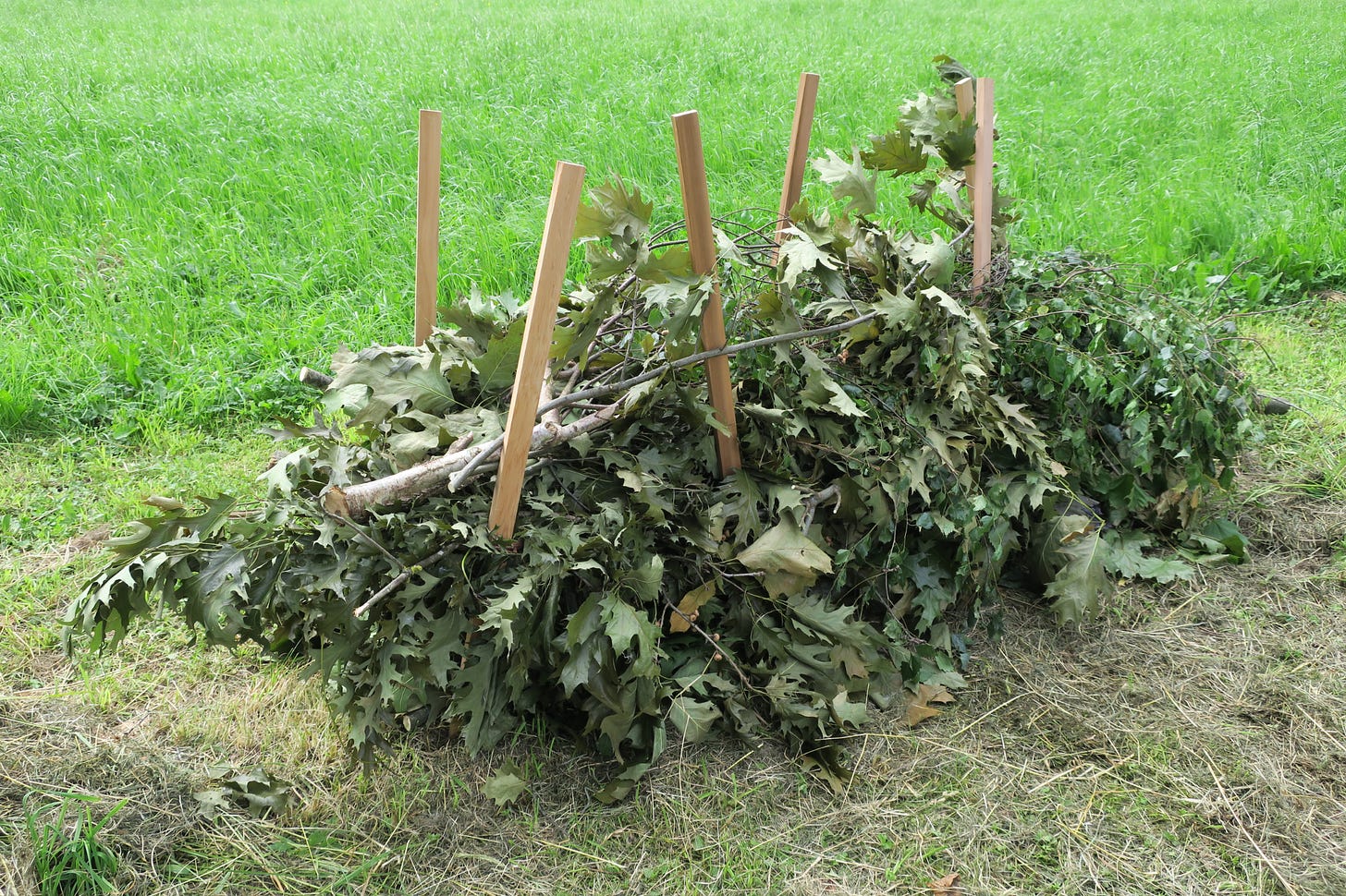 beginnings of a dead hedge