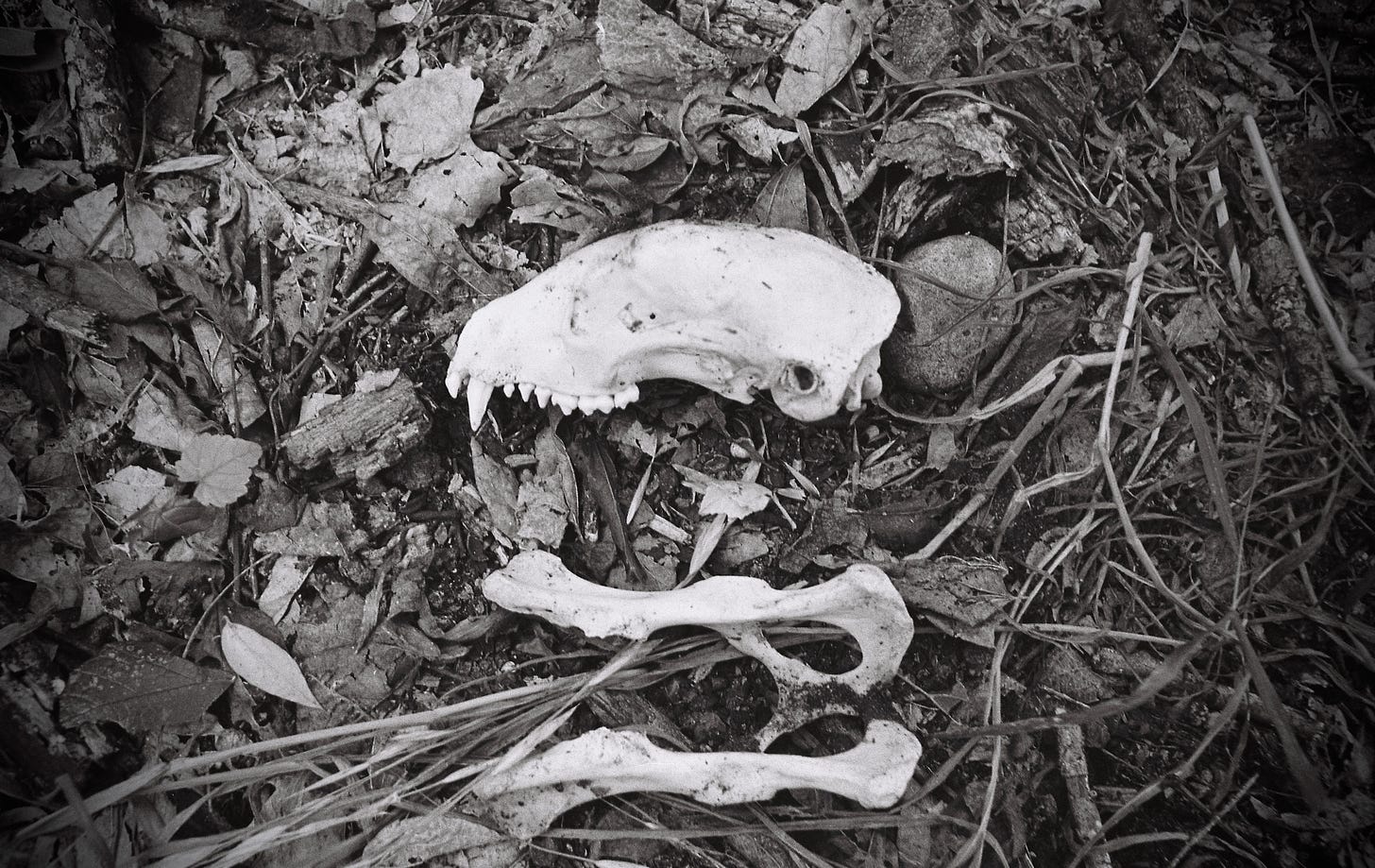 Black and white film photo of fanged skull and bones