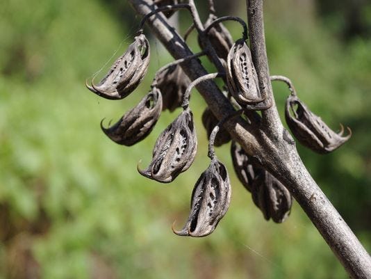 Devil's Claw, Small-fruit Devil's Claw, Iceplant, Tiger's Claw - Weeds  Australia