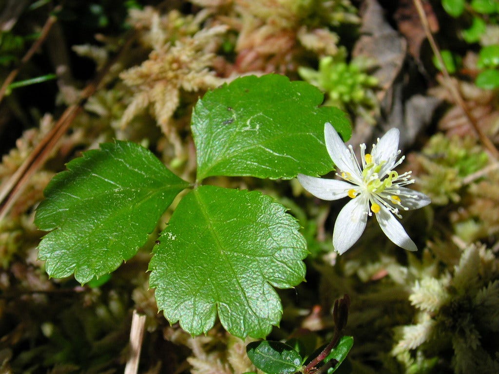 Threeleaf Goldthread (Common Shrubs and Herbs of Nova Scotia ...