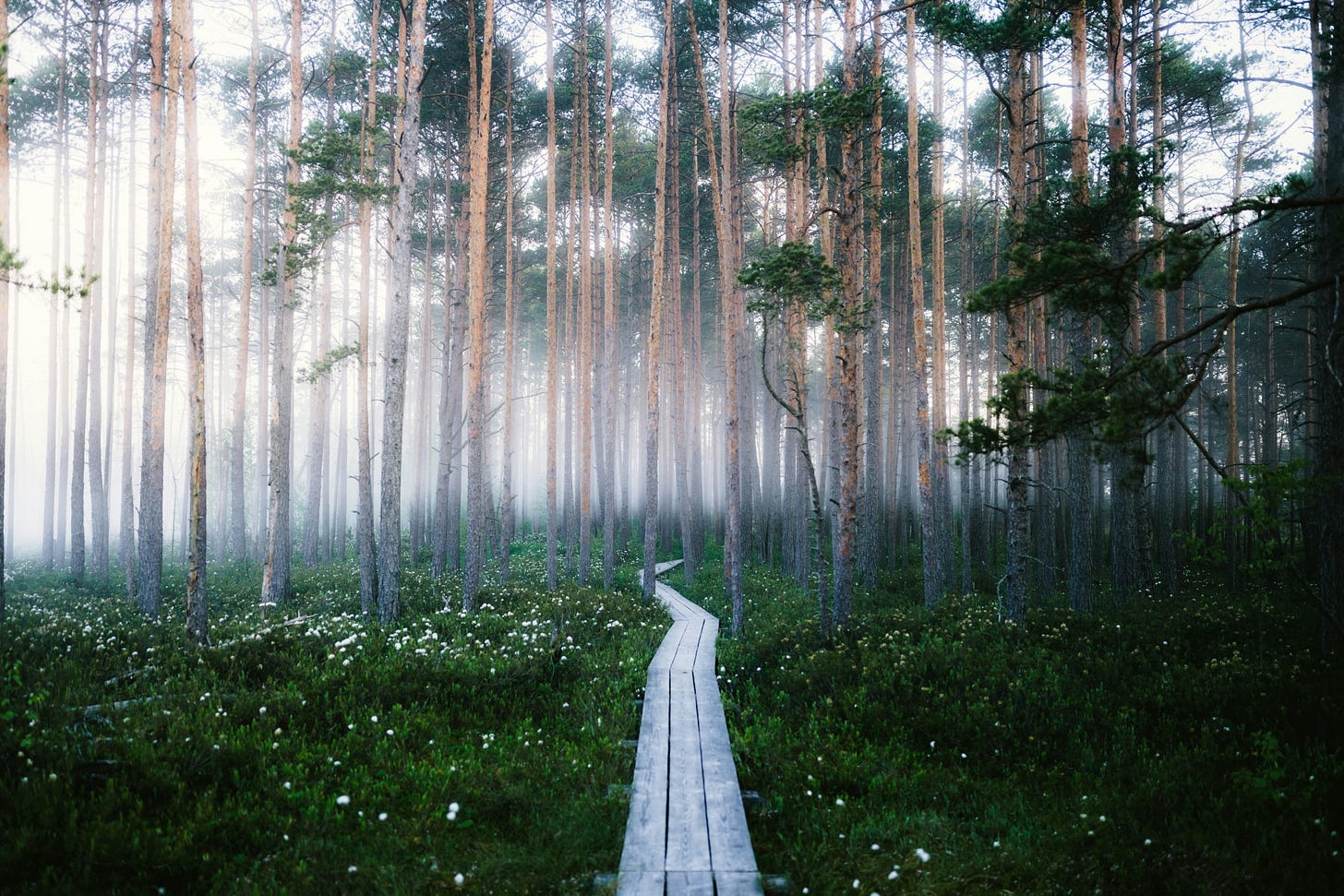 path going into a forest