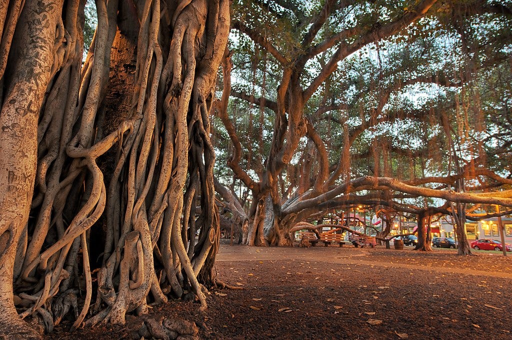 Photo of the famous Lahaina Banyan tree before the Aug 2023 fire