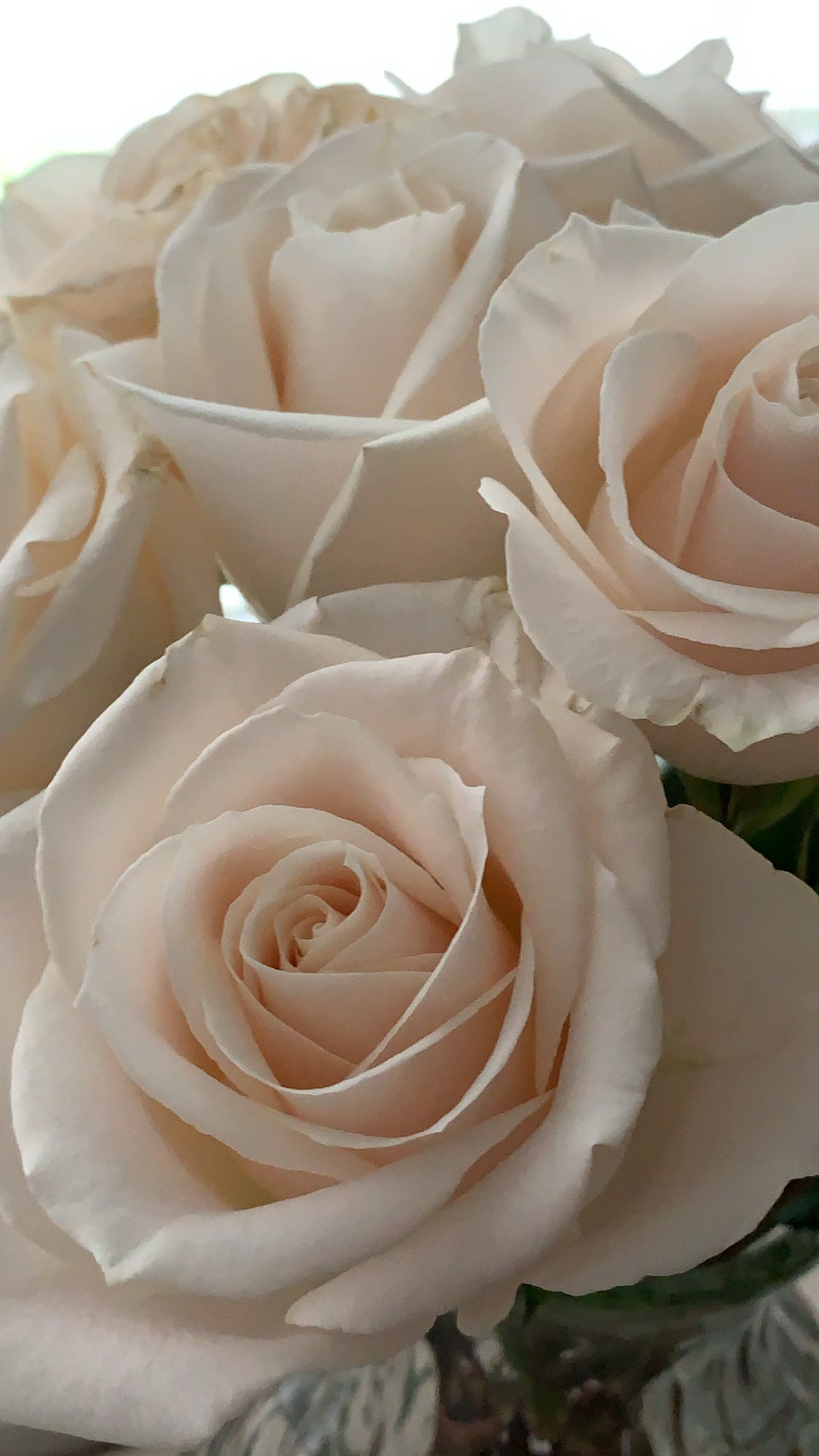 white roses for Venus