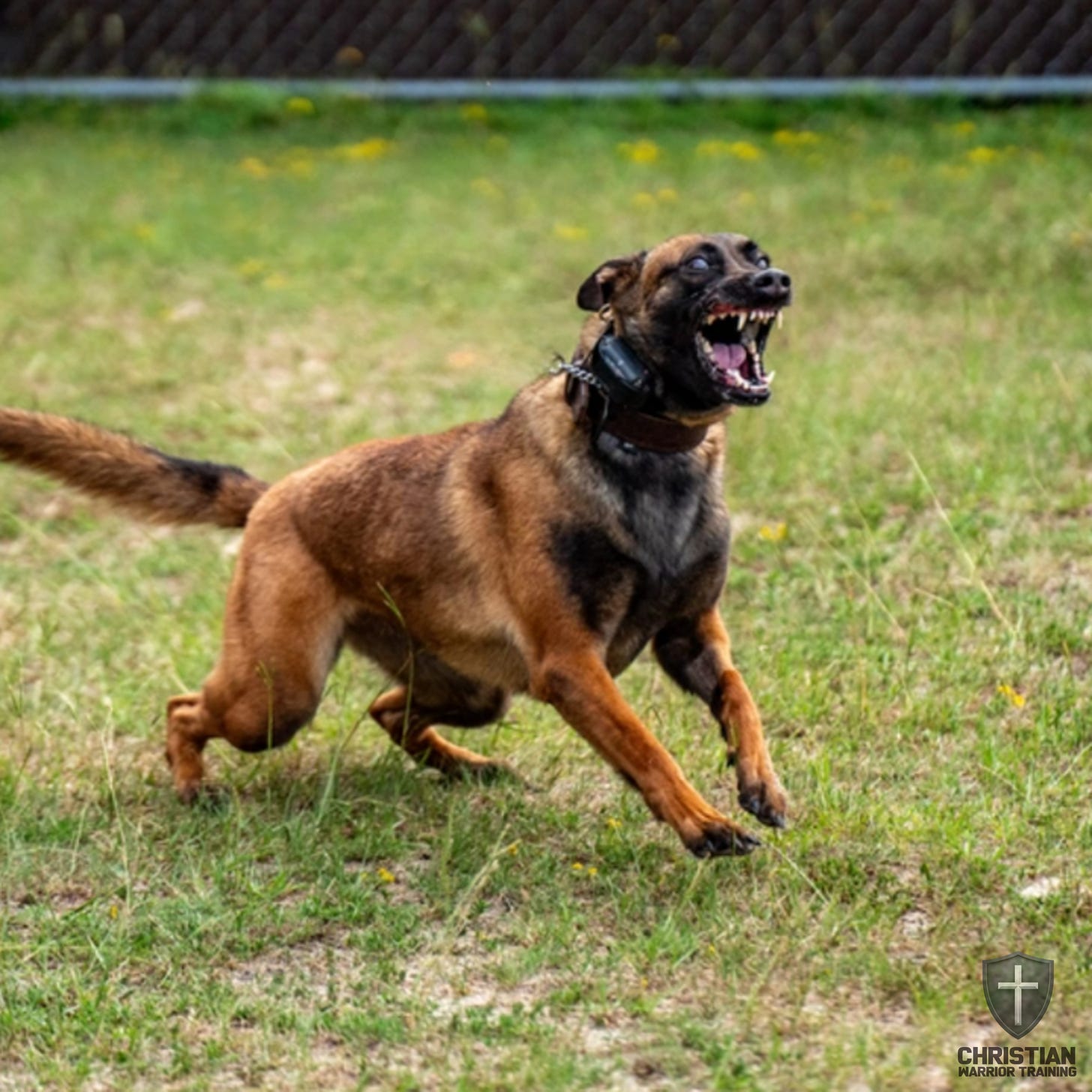 Handling Dangerous Dogs: From Less Lethal to Deadly Force