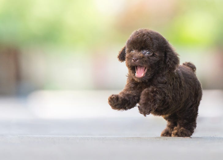 15 of the Smallest Dog Breeds for All Your Petite Pup Needs – PureWow