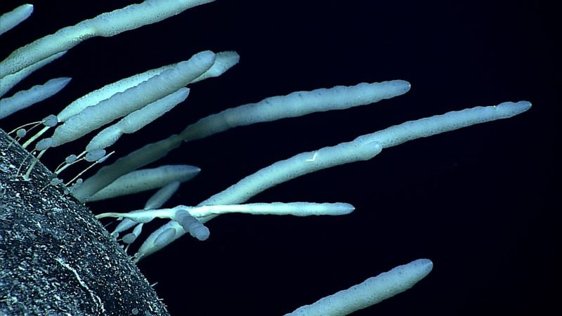 a group of Monorhaphis sp. sponge attached to a rock