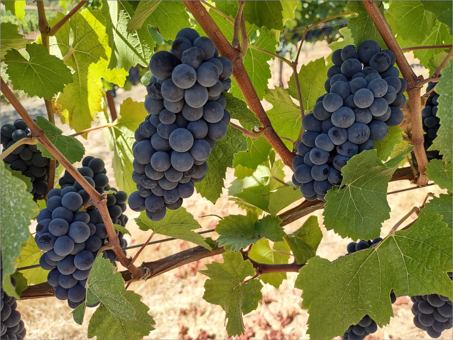 Tightly formed clusters of Dijon Clone 777 Pinot Noir.